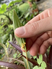 Pleurothallis dibolia