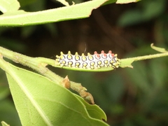 Cyclosia papilionaris