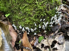 Xylaria cornu-damae