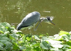 Ardea cinerea