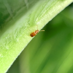 Placonotus modestus