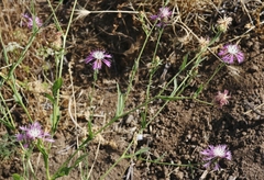 Centaurea diluta