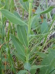 Thymelaea sanamunda