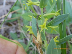 Thymelaea sanamunda