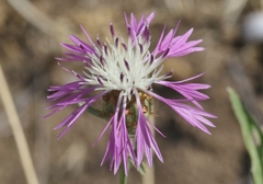 Centaurea diluta