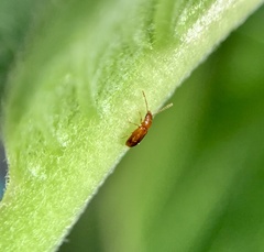 Placonotus modestus