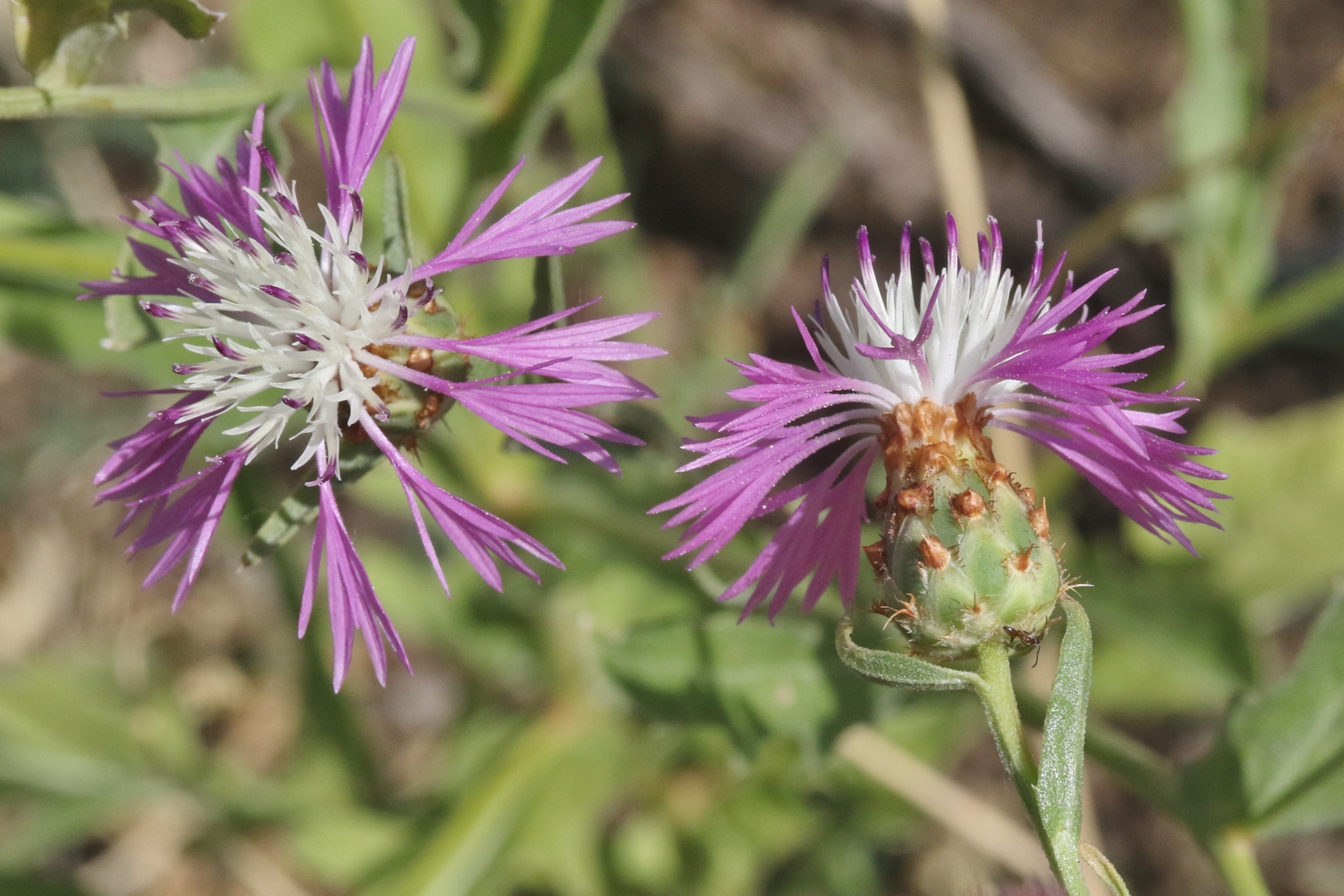 Centaurea diluta