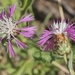 North African Knapweed - Photo (c) James Bailey, some rights reserved (CC BY-NC), uploaded by James Bailey
