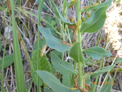 Thymelaea sanamunda