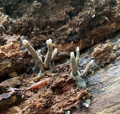 Xylaria corniformis