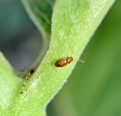 Placonotus modestus