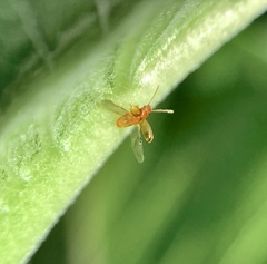 Placonotus modestus