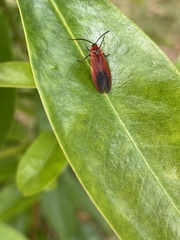 Phauda flammans
