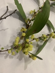 Acacia excelsa
