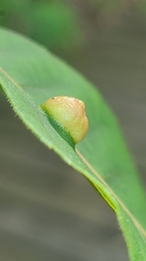 Phylloxera caryaeavellana