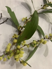 Acacia excelsa