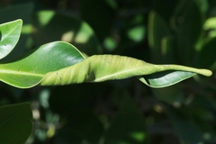 Trioza brevigenae