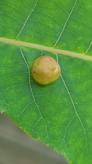 Phylloxera caryaeavellana