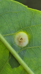 Phylloxera caryaeavellana