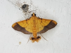 Desmia flavalis
