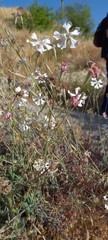 Silene swertiifolia
