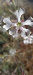 Silene swertiifolia
