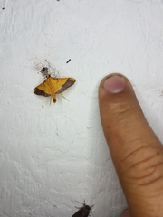 Desmia flavalis