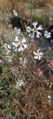 Silene swertiifolia