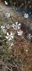 Silene swertiifolia