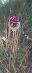 Allium phanerantherum