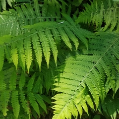 Deparia acrostichoides