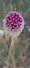 Allium phanerantherum
