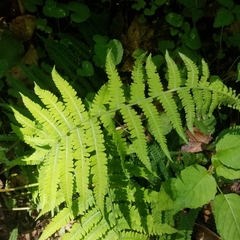 Deparia acrostichoides
