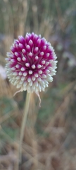Allium phanerantherum