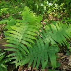 Deparia acrostichoides