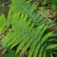 Deparia acrostichoides