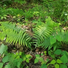 Deparia acrostichoides