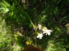 Senecio integerrimus ochroleucus