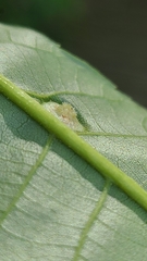 Phylloxera caryaeavellana