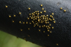Araneus diadematus
