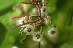 Actinidiaceae