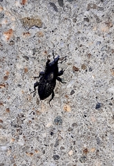 Sphenophorus cicatristriatus