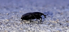 Sphenophorus cicatristriatus