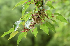 Actinidiaceae