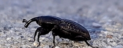 Sphenophorus cicatristriatus