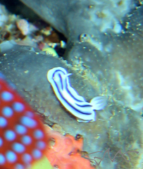 Chromodoris lochi