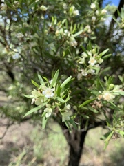 Myoporum montanum