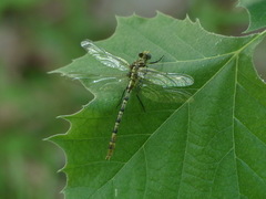 Dromogomphus spoliatus
