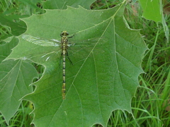 Dromogomphus spoliatus