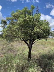 Myoporum montanum